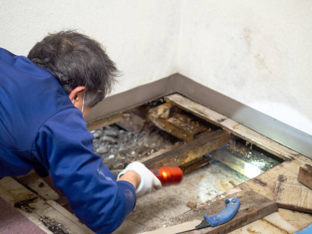 Attic Mold Removal in Little Cypress, TX