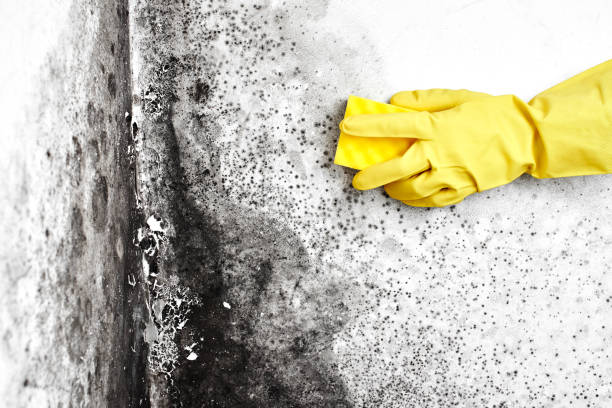 Best Best Mold Removal Companies  in Little Cypress, TX