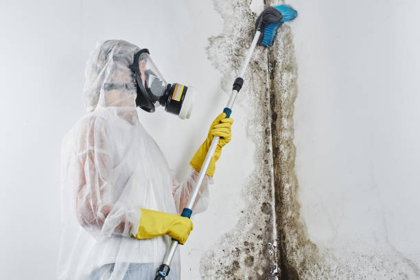 Best Office Mold Removal Services  in Little Cypress, TX