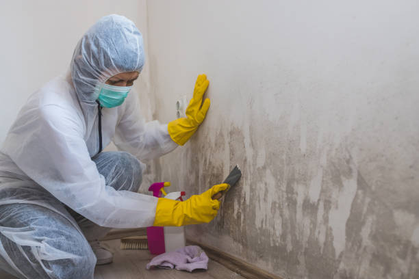 Best Mold Removal and Inspection  in Little Cypress, TX