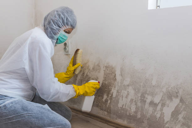 Mold Removal and Inspection in Little Cypress, TX