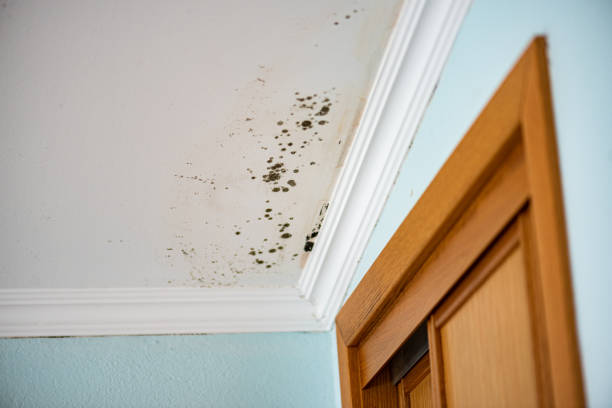 Best Mold Remediation Experts  in Little Cypress, TX