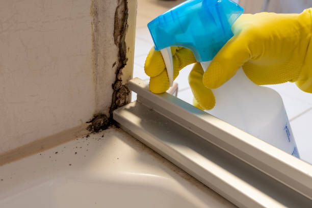 Best Emergency Mold Removal  in Little Cypress, TX