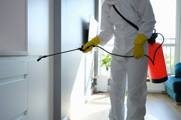 Little Cypress, TX Mold Removal Company