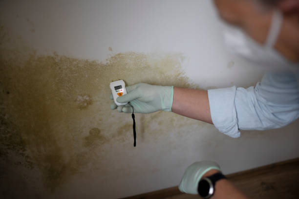 Best Residential Mold Removal  in Little Cypress, TX