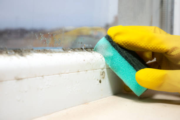 Home Mold Removal in Little Cypress, TX