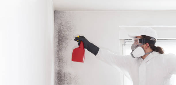 Best Affordable Mold Removal  in Little Cypress, TX