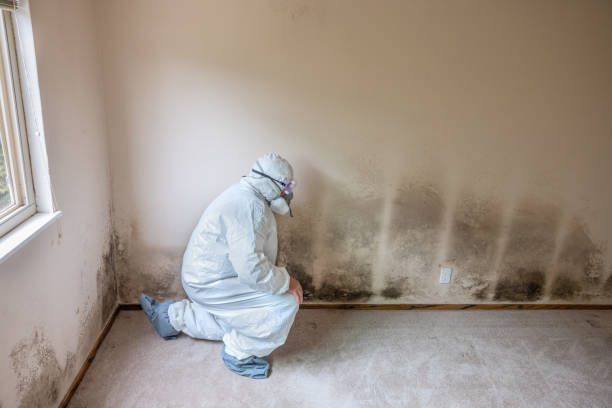 Best Mold Cleaning Services  in Little Cypress, TX