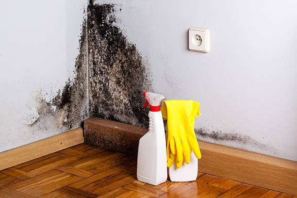 Office Mold Removal Services in Little Cypress, TX