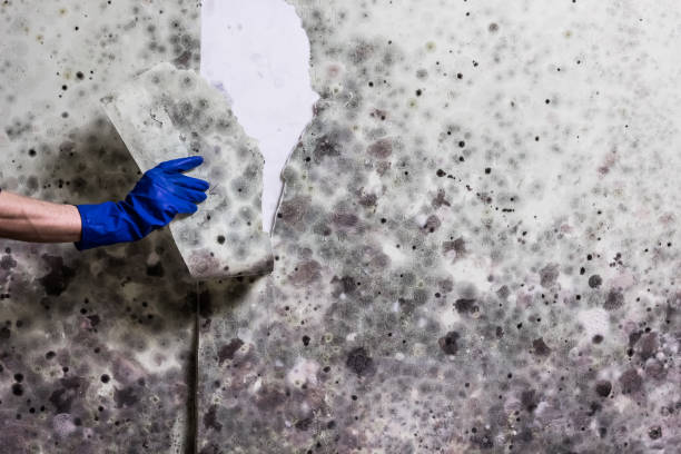 Best Same-Day Mold Removal  in Little Cypress, TX