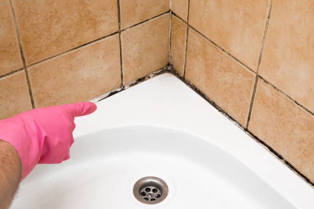 Best Professional Mold Removal  in Little Cypress, TX